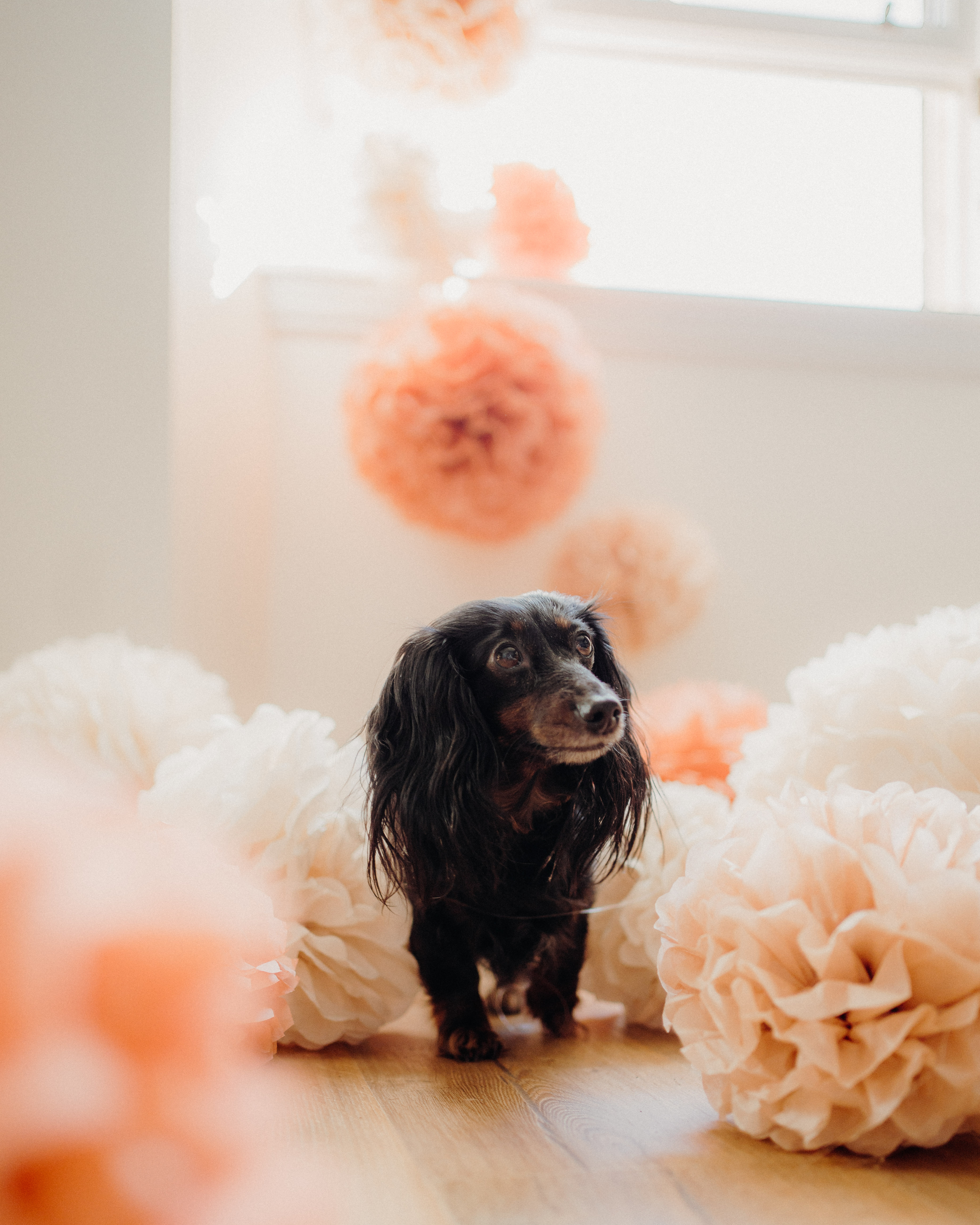 Dachshund Birthday Photo Shoot Flower Pom Poms liquid grain