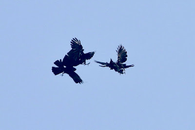 "Large-billed Crow aerial combat, it was a mind blowing experience capturing their aerial combat."