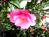 Camellia flowers at branch