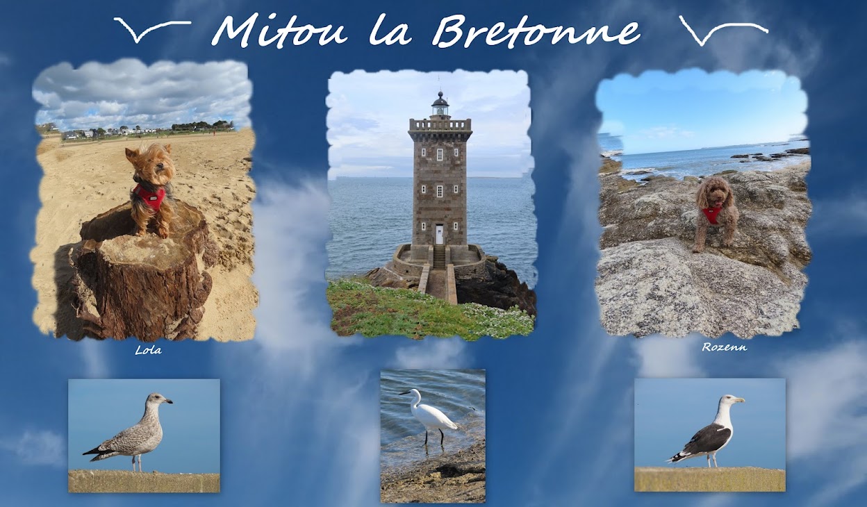  Mitou La Bretonne