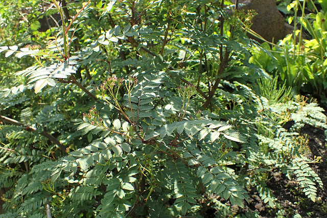 Рябина гималайская (Sorbus himalaica)