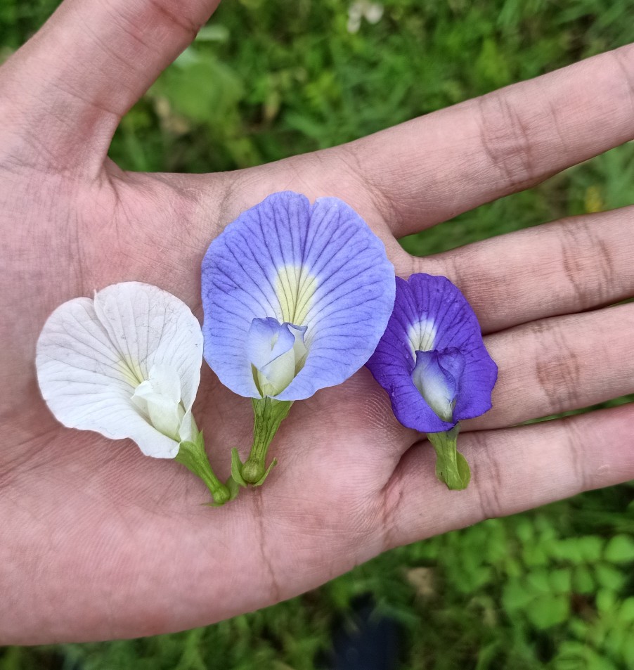 Bunga Telang Ungu (Clitoria ternatea)