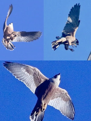 Peregrine Falcon (Shaheen)