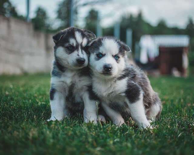 Size of Puppies and Adult Pomsky