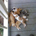 In Kerala, a man was arrested for killing three kittens belonging to a neighbor | Hot News