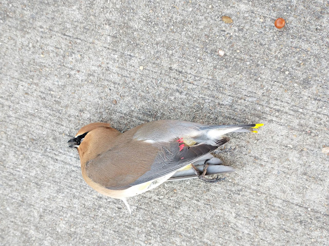 Cedar waxwing, dead. Mobile, Alabama. February 2022. Credit: Mzuriana.