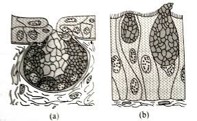 MCQ Question for Class 11 Biology Ch 7 Structural Organisation in Animal Reduced Version