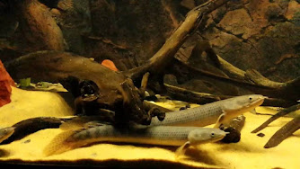 Ikan Palmas Retropinnis (Polypterus  retropinnis)