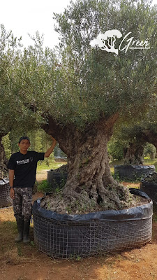 Jual Tanaman Hias Olive Tree (Pohon Zaitun) di Blora