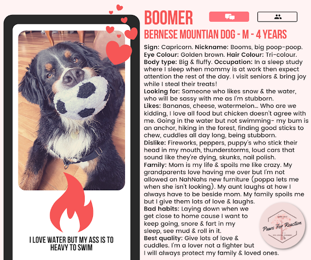 Be my Valentine: Adorable dog and cat online dating profiles seeking the perfect 'mate'