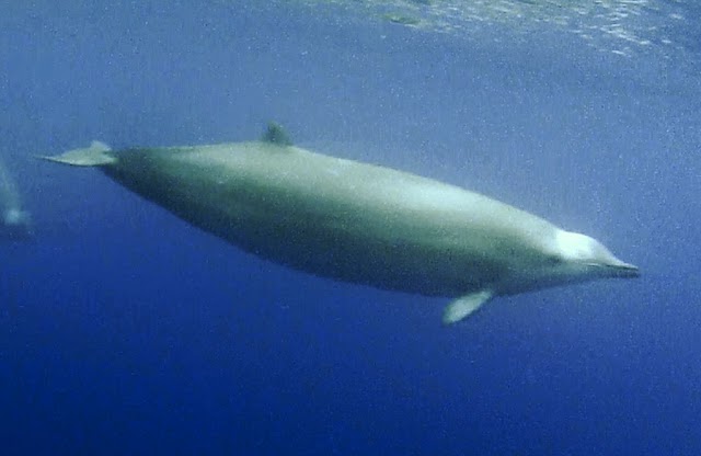 Nova espécie de baleia de bico é descoberta