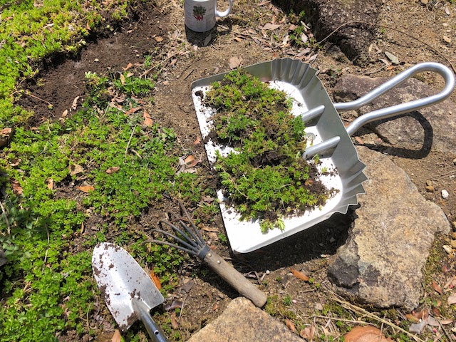 Transplant sedum and planted your favorite weeds.