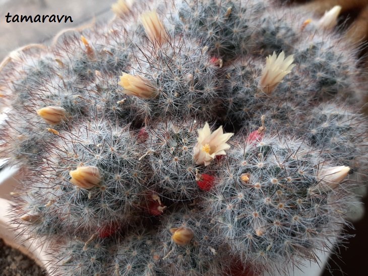 Маммиллярия побегоносная (Mammillaria prolifera)