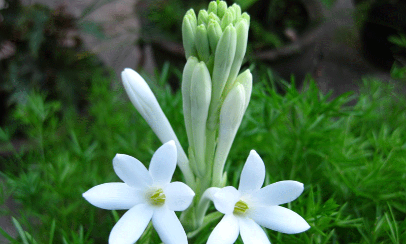 Rosy Gandham Flower Images - Flower Images - Flower Pics 2023 Images, Pictures Download - Different Flowers Images - fuller chobi - NeotericIT.com