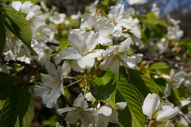 Вишня прекрасная / Вишня красивая (Prunus speciosa)