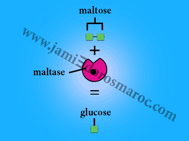 la simplification moléculaire de maltose