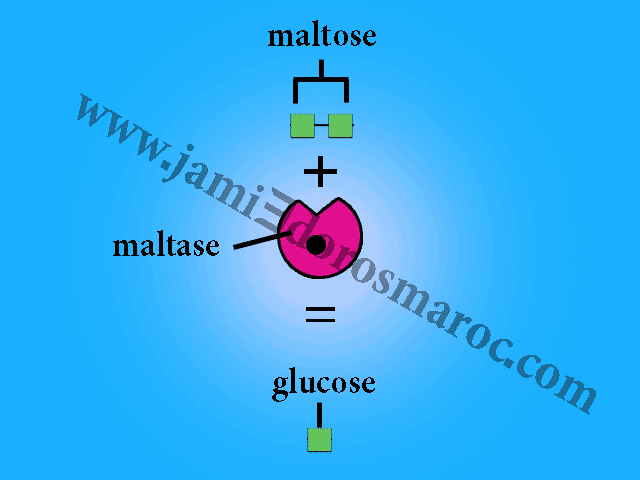 la simplification moléculaire de maltose