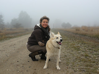 noorse buhund in nederland