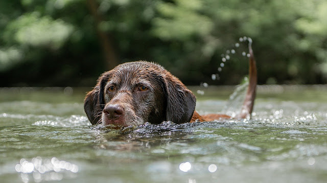 Labradors love water