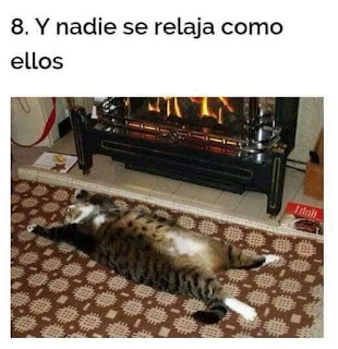 Por qué amamos a los gatos