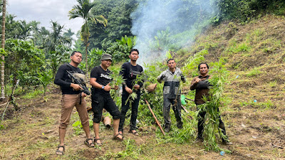 Breaking News : 6,28 Hektare Kebun Ganja Di Temukan Polisi, Ini Lokasinya