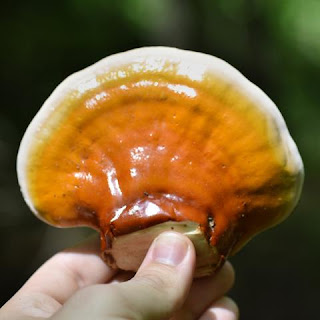 Ganoderma Mushroom Supplier in Romania