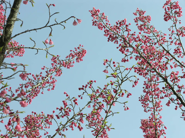 Вишня колокольчатая (Prunus campanulata, =Cerasus campanulata)