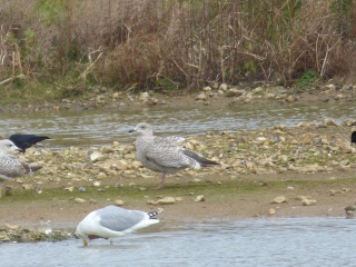 1st winter Herring Gull