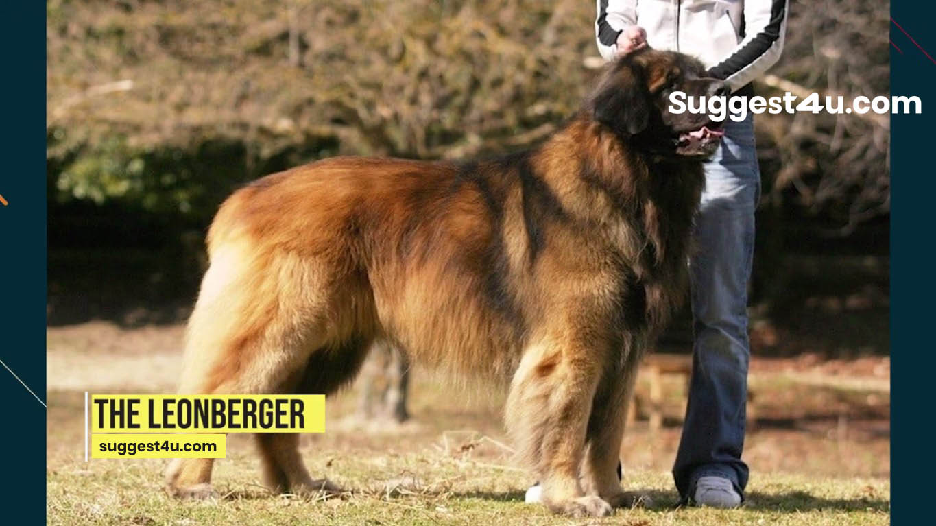 biggest dog breeds