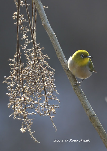 宮城の野鳥