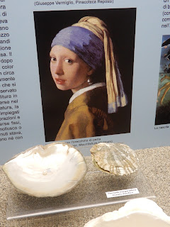 地中海歴史自然博物館の真珠貝