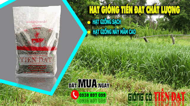 Hạt giống cỏ mulato 2 - Gói trọng lượng 1kg, 25kg