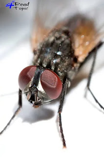 The fly