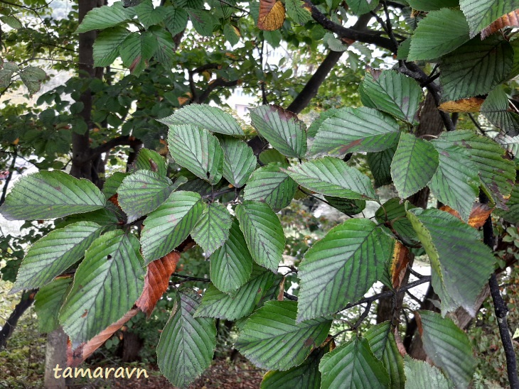 Мелкоплодник ольхолистный (Micromeles alnifolia)