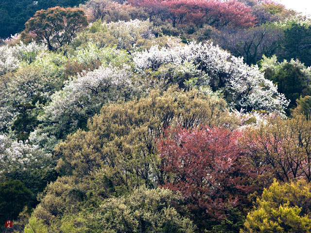 Вишня ямасакура / Вишня мелкопильчатая форма спонтанная (Prunus jamasakura, =Prunus serrulata f. spontanea)