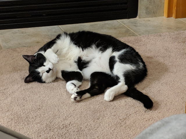 A photo of my cat lying with her belly very exposed.