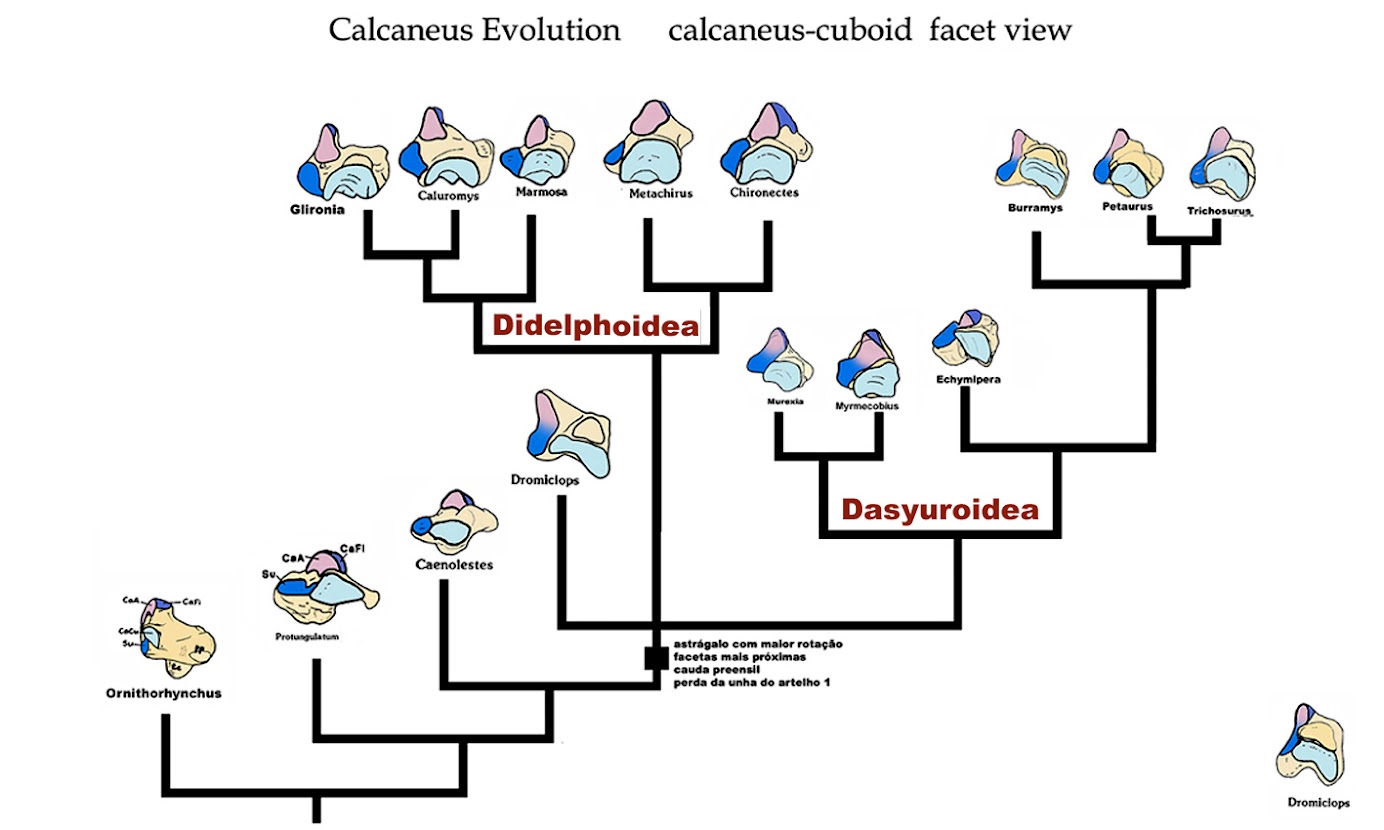 CALCANEUS Evolution - calcaneus-cuboid facets