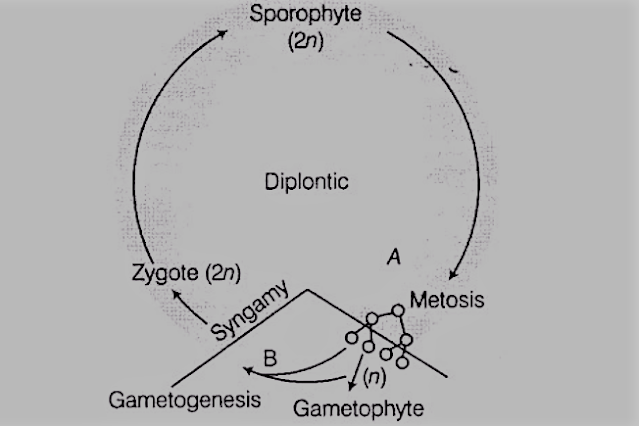 Diplontic