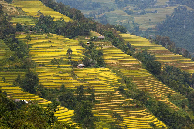Rice Fields With Beautiful Views Village Jatiluwih Bali Indonesia