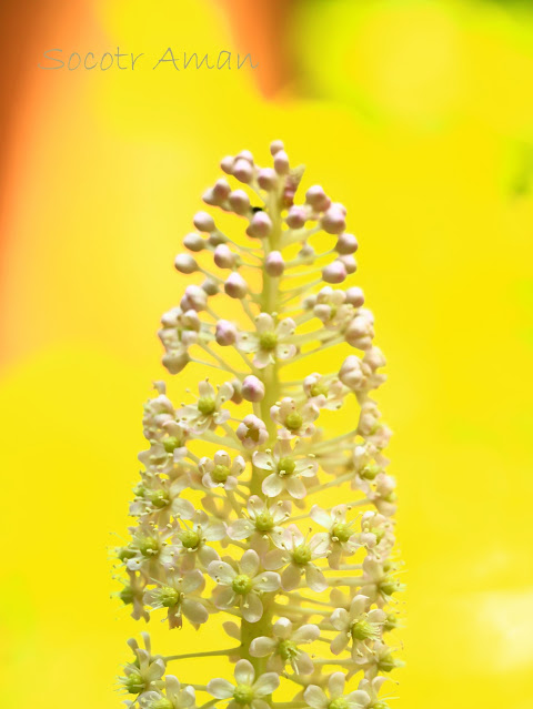 Phytolacca japonica