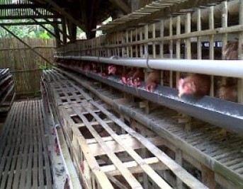 Modal Ternak Ayam Petelur 100 Ekor Untuk Kandang