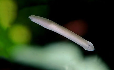 Planaria