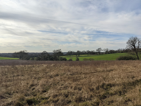 The view looking south from the southern border of the woods