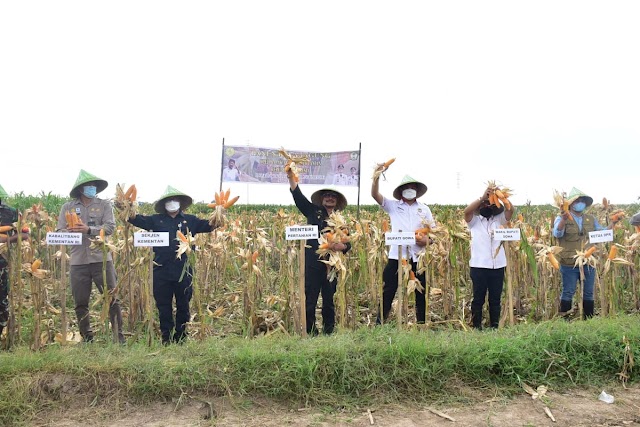 Mentan Bangun Kawasan Jagung 1.200 Hektare di Kabupaten Gowa