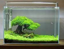 aquascape bonsai