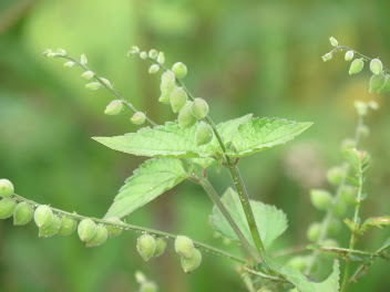 Priva lappulacea. Photo: Arham Alpian