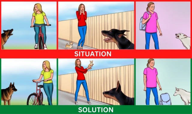 5 Tips to Save Your Life If You Meet an Aggressive Stray Dog