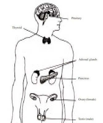 Biological and Cultural Shaping of Mind and Behavior 2