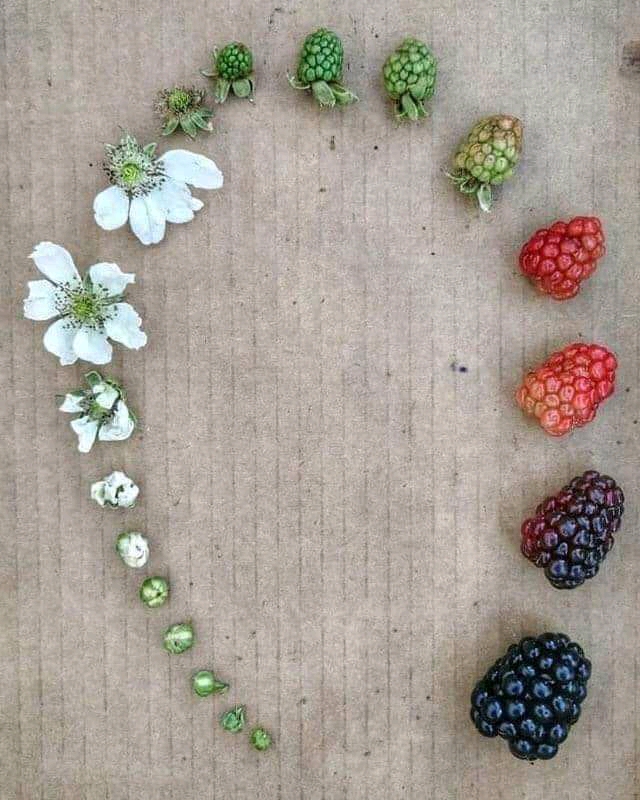 Blackberry-Rubus fruticosus