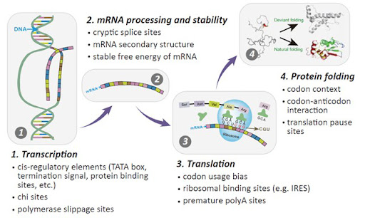 mrna plasmid